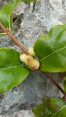 Tricalysia humbertii