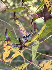 Phaulacridium vittatum