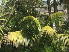Howea forsteriana
