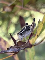 Phaulacridium vittatum