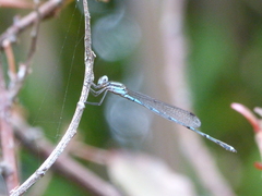 Austrolestes leda