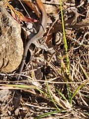 Lampropholis guichenoti
