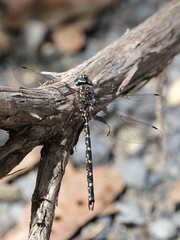 Austroaeschna multipunctata