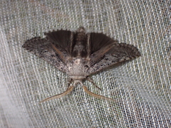 Cryptophasa irrorata
