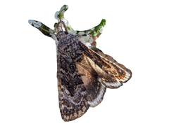 Acrobyla kneuckeri