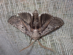Cryptophasa irrorata