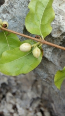 Tricalysia humbertii