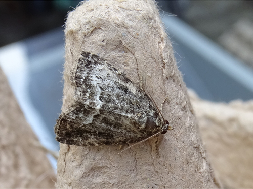 Marbled White-spot, 6107 Stevensweert, Nederland, photo 8 of 10