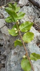 Tricalysia humbertii