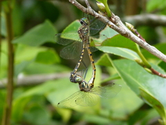 Hemicordulia australiae