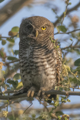 Glaucidium radiatum