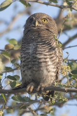 Glaucidium radiatum