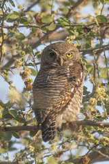Glaucidium radiatum