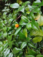 Cassinopsis ilicifolia