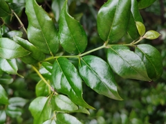 Cassinopsis ilicifolia