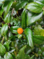 Cassinopsis ilicifolia