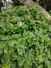 Plectranthus fruticosus