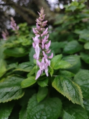 Plectranthus fruticosus