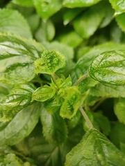 Plectranthus fruticosus