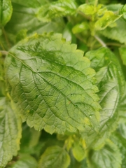 Plectranthus fruticosus
