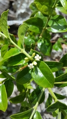 Tricalysia humbertii