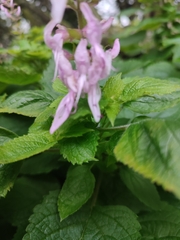 Plectranthus fruticosus