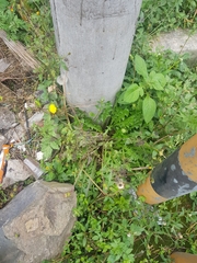 Taraxacum officinale