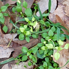 Stellaria media