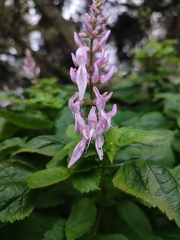 Plectranthus fruticosus