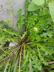 Taraxacum officinale
