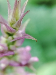Plectranthus fruticosus