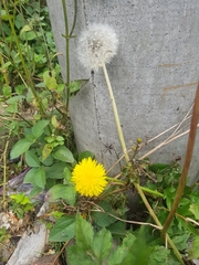 Taraxacum officinale