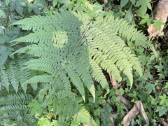 Microlepia speluncae