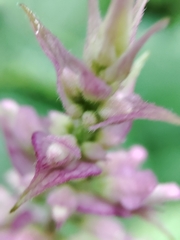 Plectranthus fruticosus