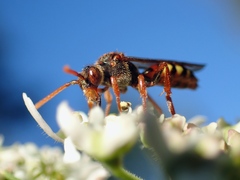 Nomada flava