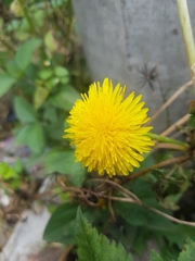 Taraxacum officinale
