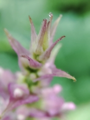 Plectranthus fruticosus