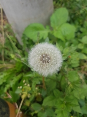 Taraxacum officinale