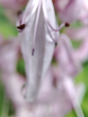 Plectranthus fruticosus