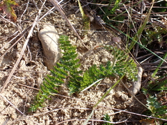 Filipendula vulgaris