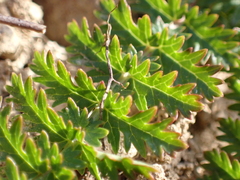Filipendula vulgaris