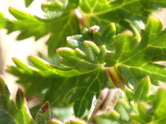 Filipendula vulgaris