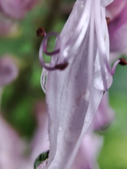 Plectranthus fruticosus