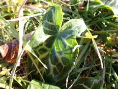 Arum italicum