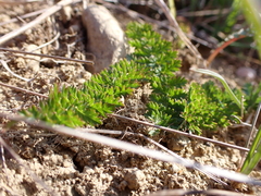 Filipendula vulgaris