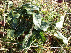 Arum italicum