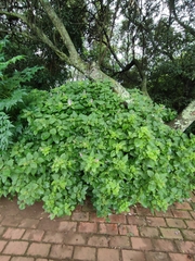 Plectranthus fruticosus