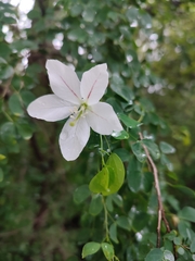 Bauhinia natalensis