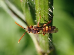 Nomada flava