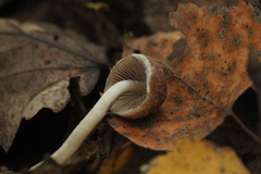Psathyrella olympiana